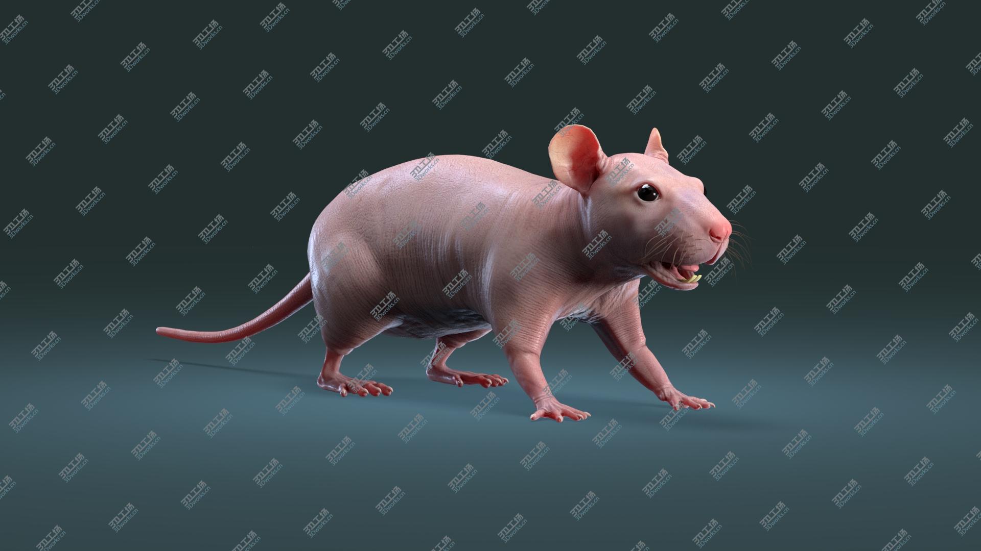 images/goods_img/2021040163/Rat Hairless 3D/3.jpg